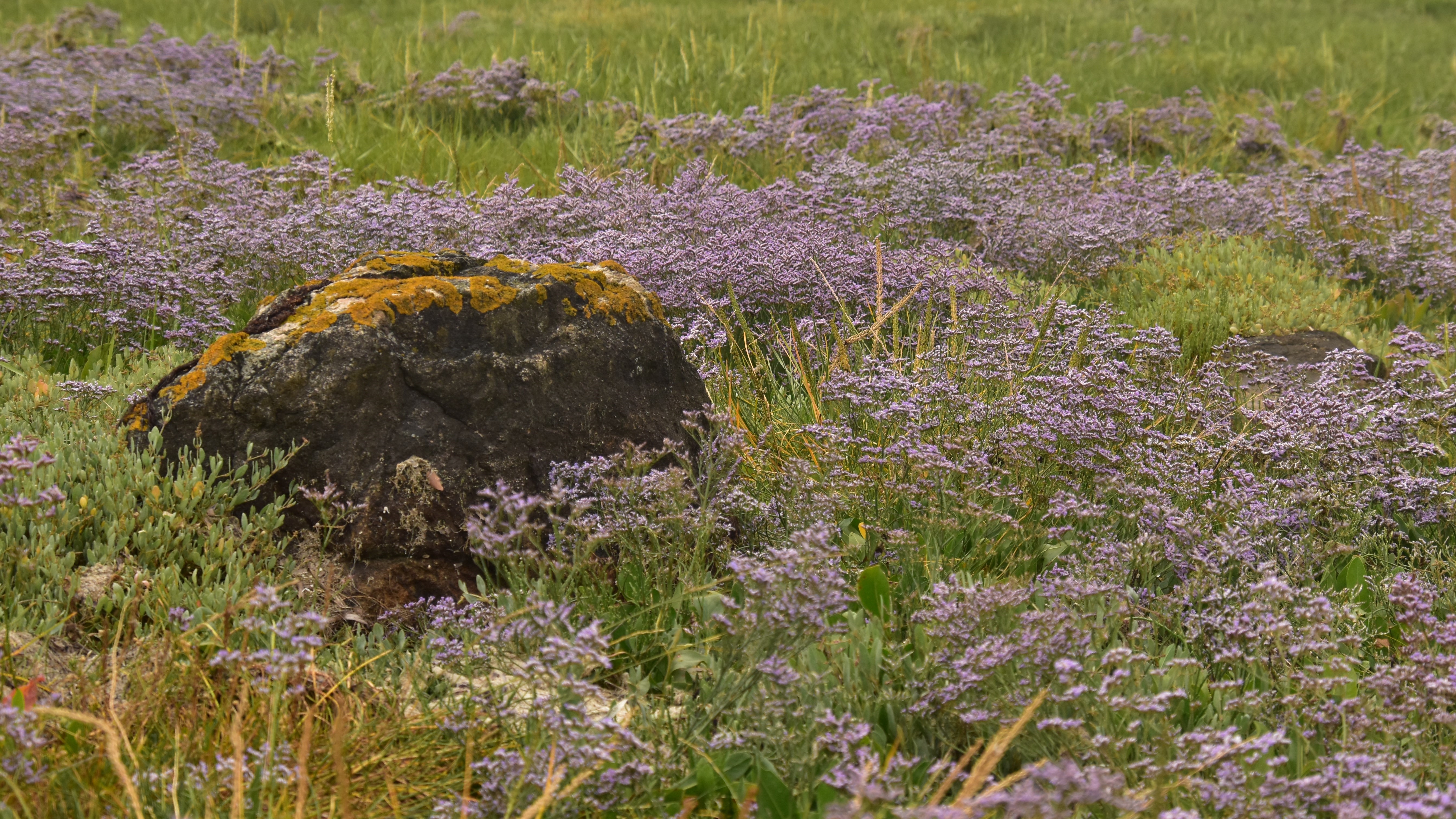 Le menhir de Bilherbon